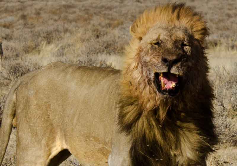 León - parque nacional de Etosha - Namibia 18.jpg